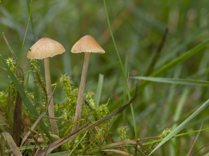 Galerina clavata